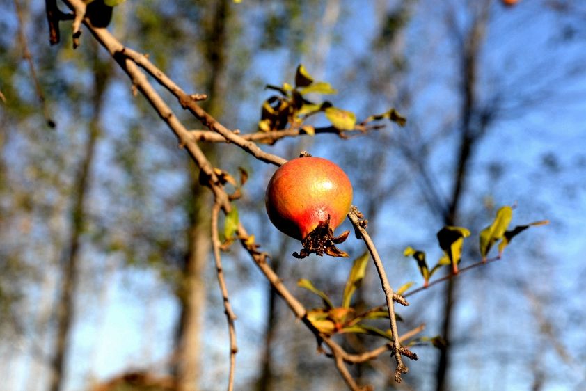 dsc_7965.jpg
